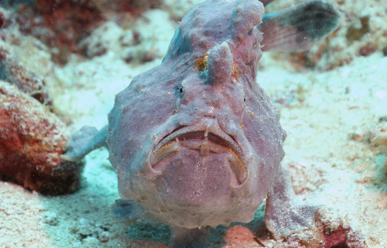 Sipadan_2015_Poisson grenouille_Antennaire geant_Antennarius commerson_IMG_2538_rc.jpg